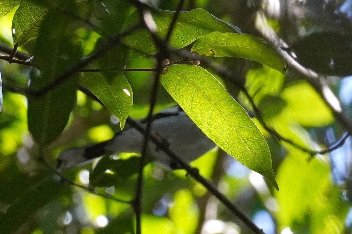 White-eared Monarch - ML567599651