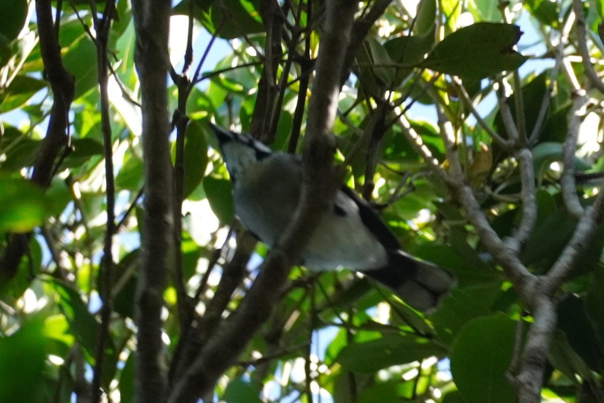 White-eared Monarch - ML567599661