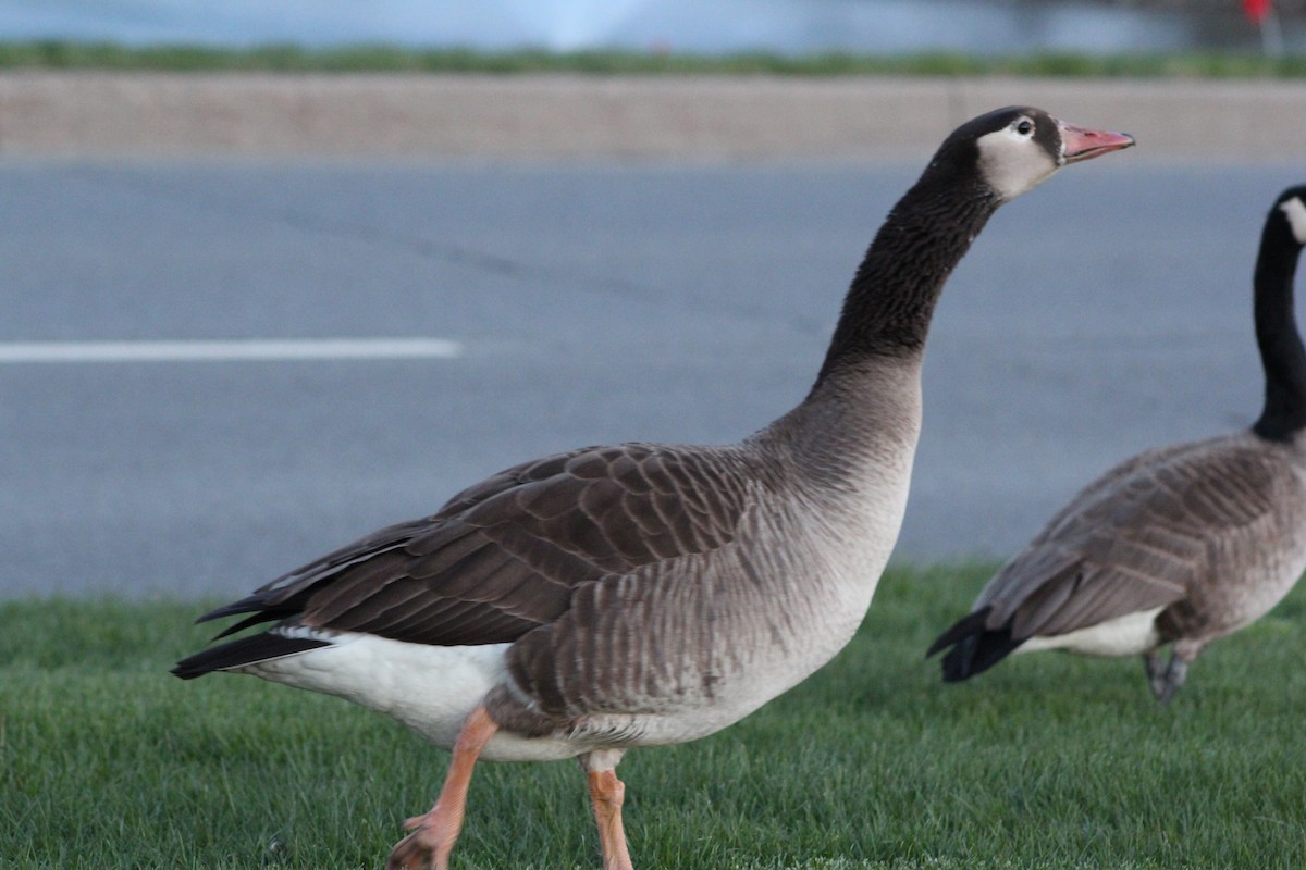 Domestic goose sp. x Canada Goose (hybrid) - ML567599861