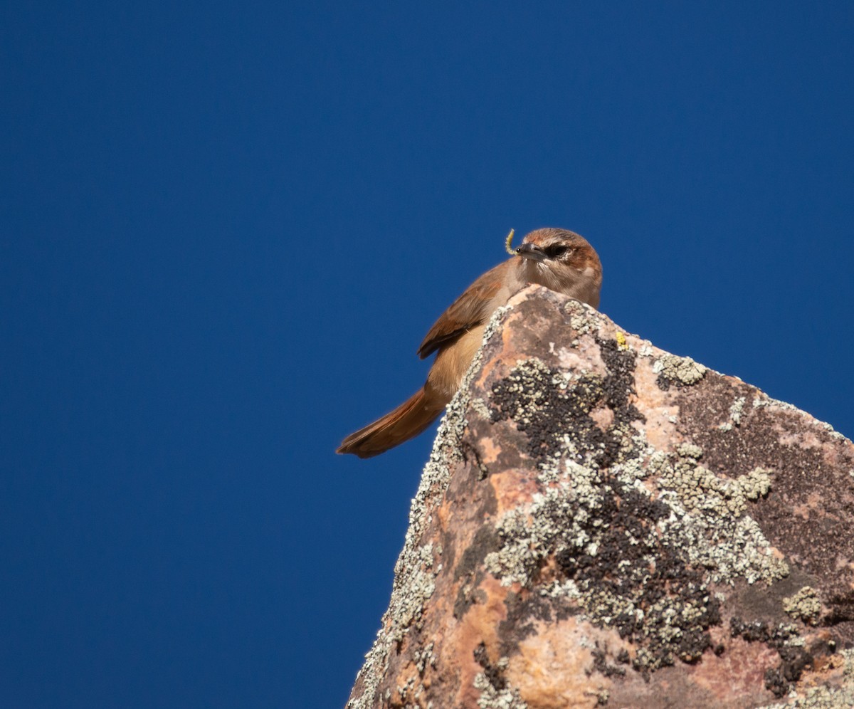 Streak-fronted Thornbird - ML567600051