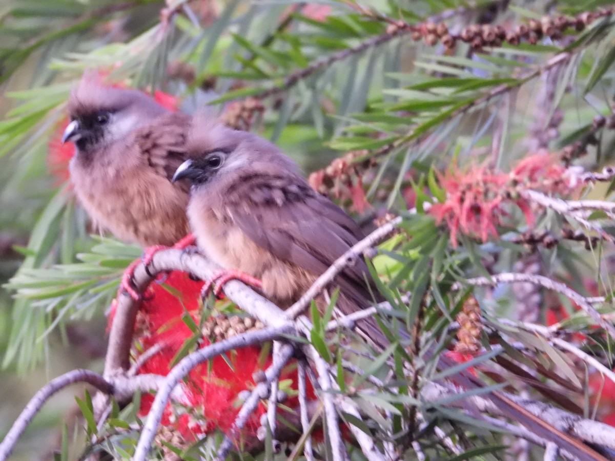 Speckled Mousebird - ML567600361