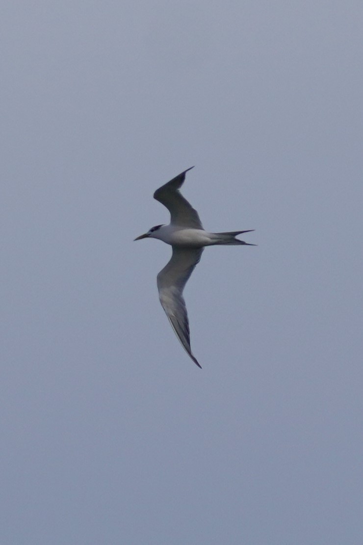 Great Crested Tern - ML567600621