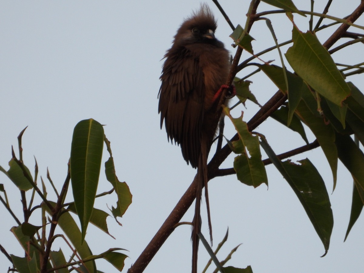 Speckled Mousebird - ML567600851
