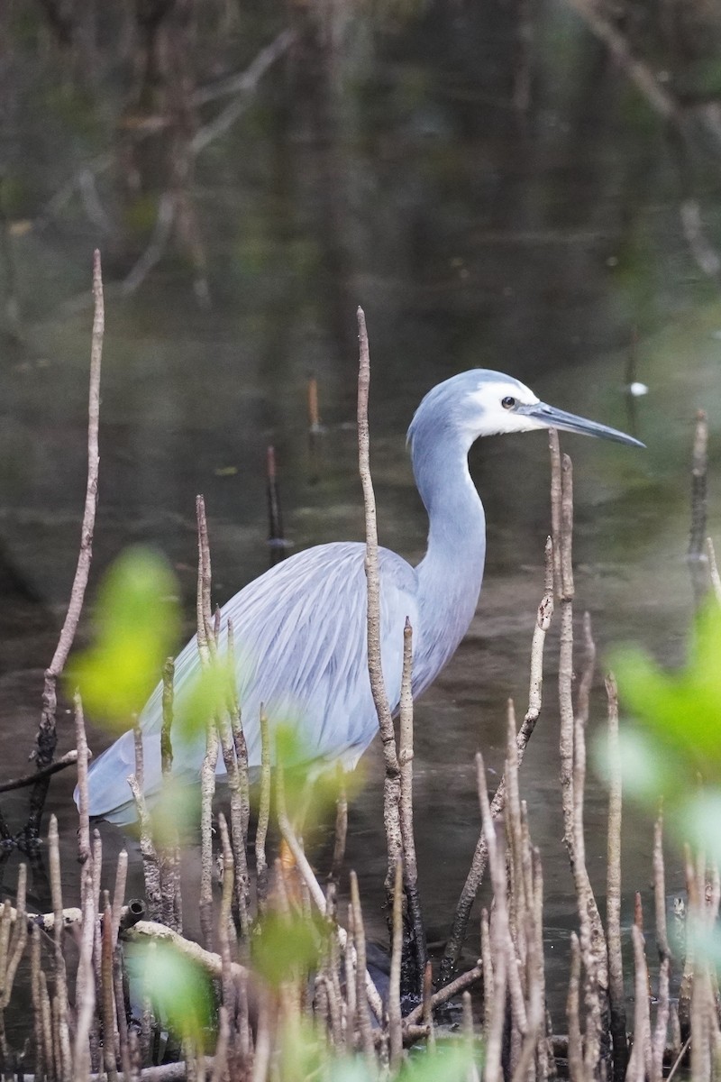 White-faced Heron - ML567600941