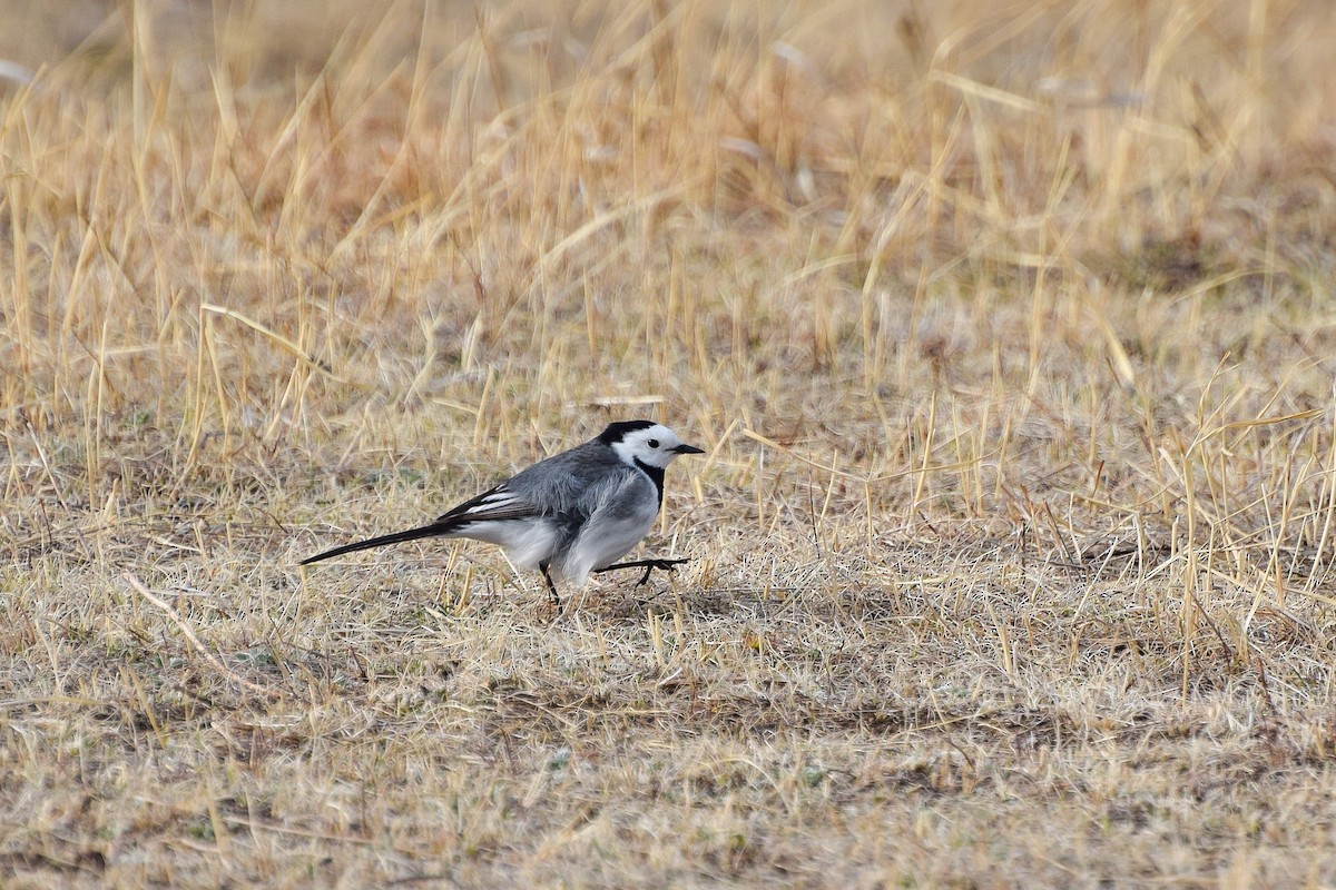 White Wagtail - ML567600971