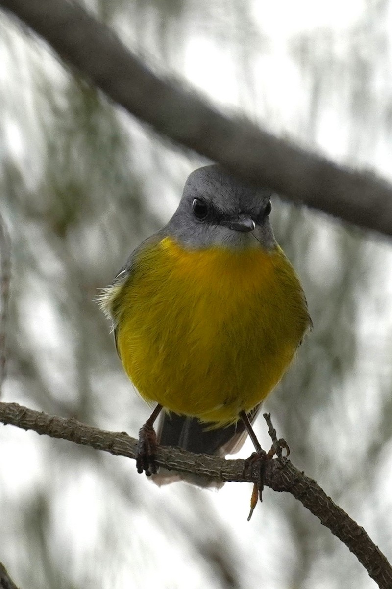 Eastern Yellow Robin - Ellany Whelan