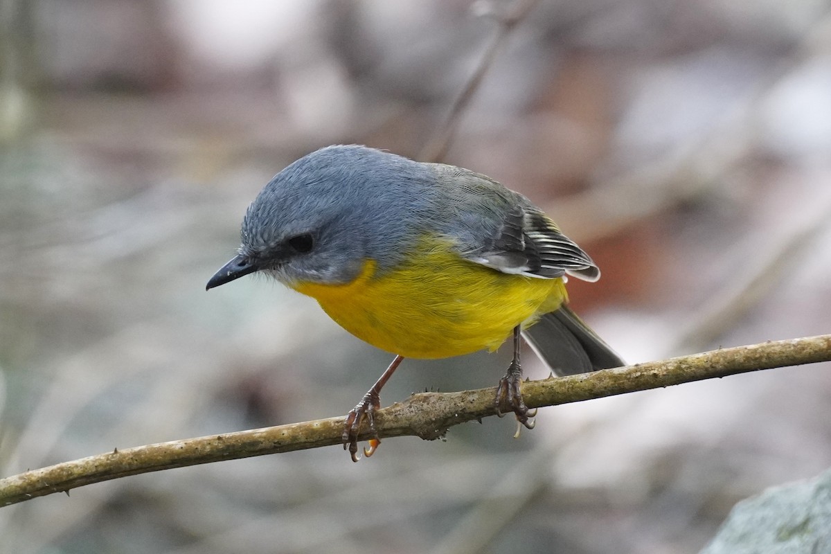 Eastern Yellow Robin - Ellany Whelan