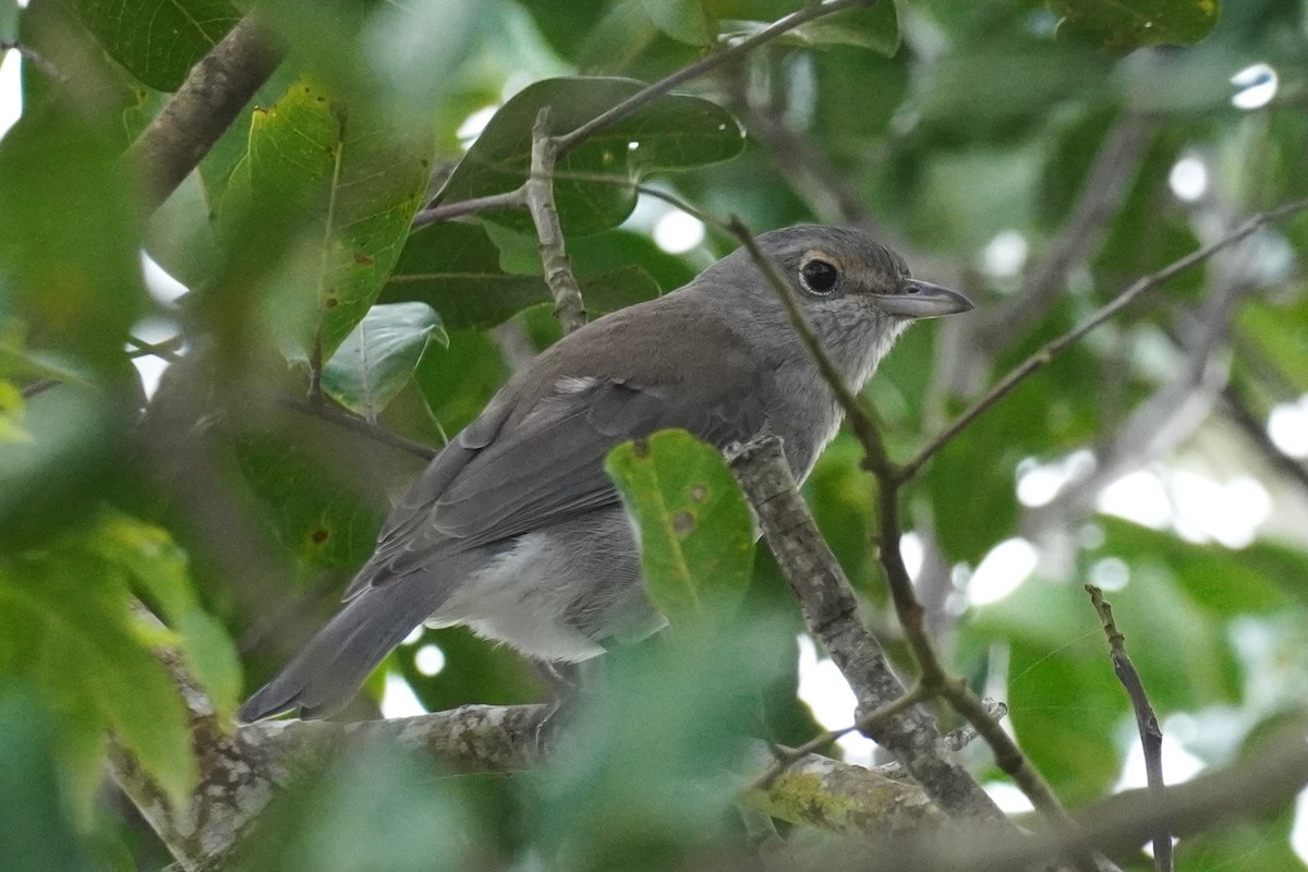 Gray Shrikethrush - Ellany Whelan