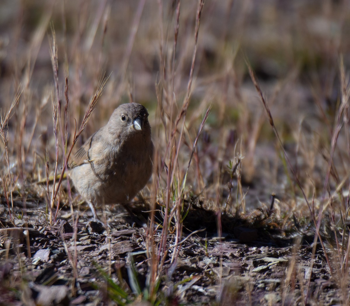 Greenish Yellow-Finch - ML567601371