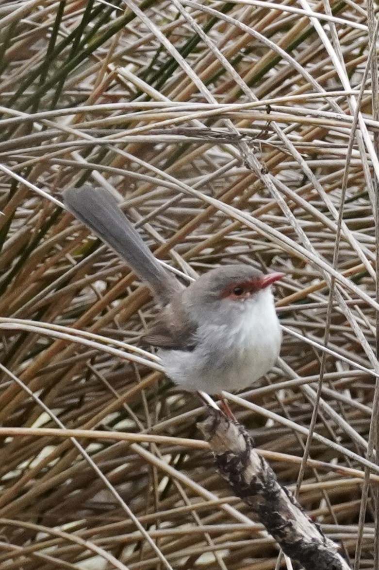 Superb Fairywren - ML567601641