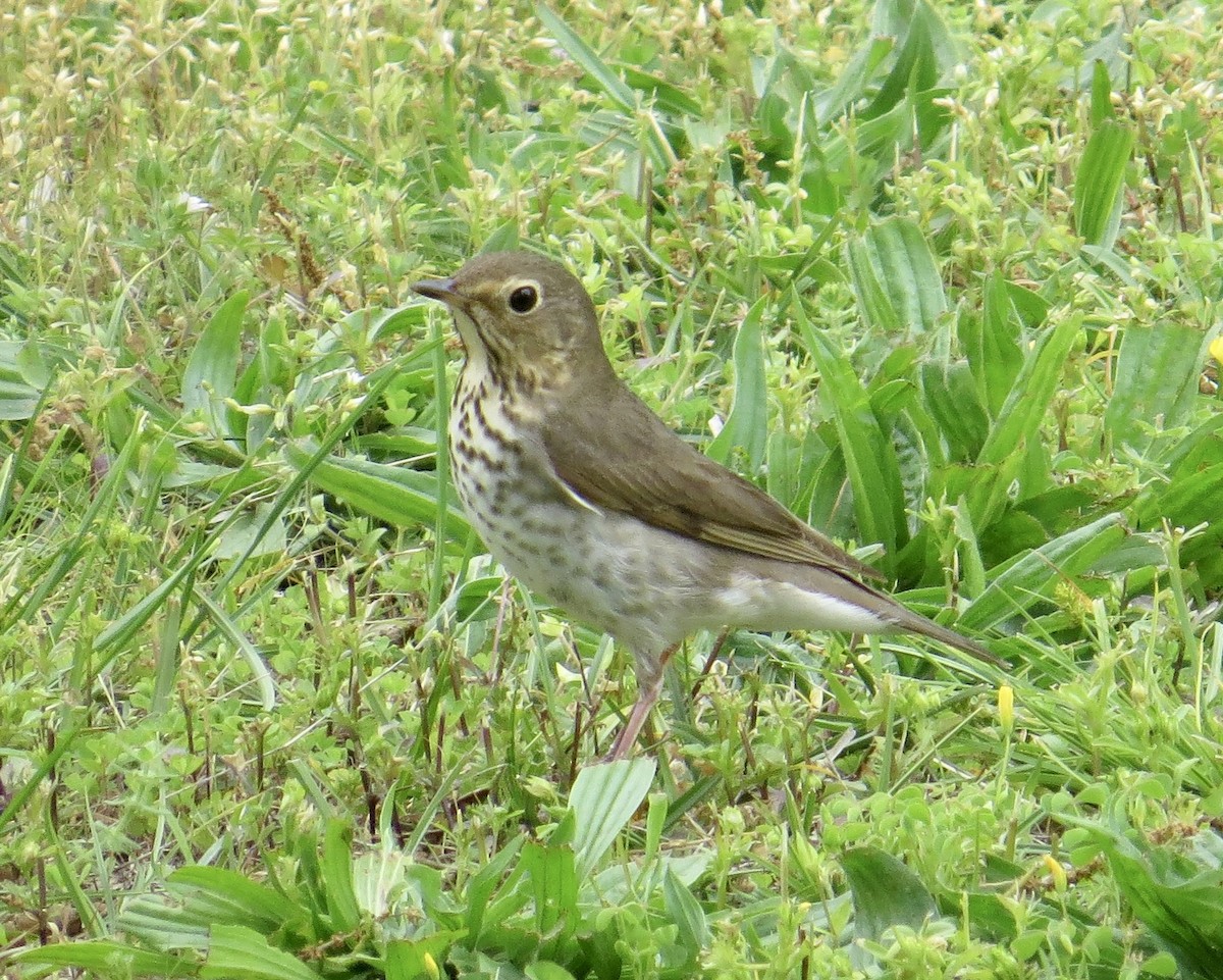 Swainson's Thrush - ML567601721