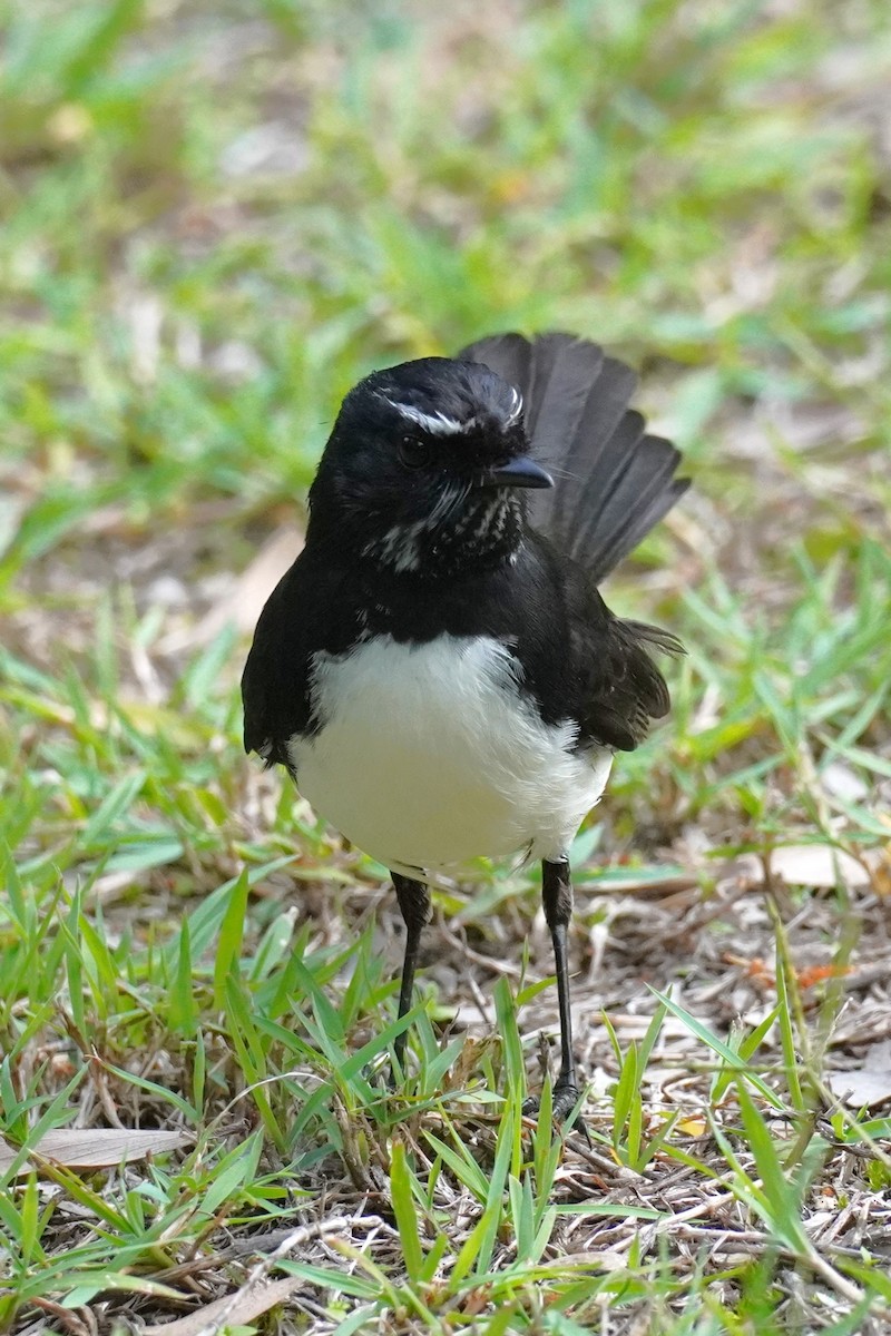 Willie-wagtail - Ellany Whelan