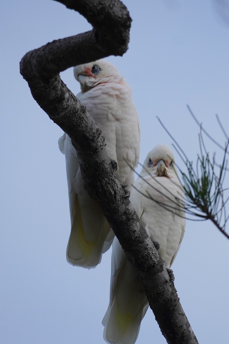 Little Corella - ML567602021