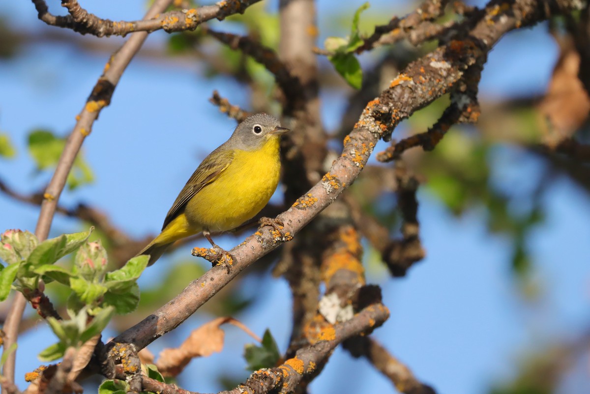 Nashville Warbler (ridgwayi) - Andrew Thomas 🦅🪶