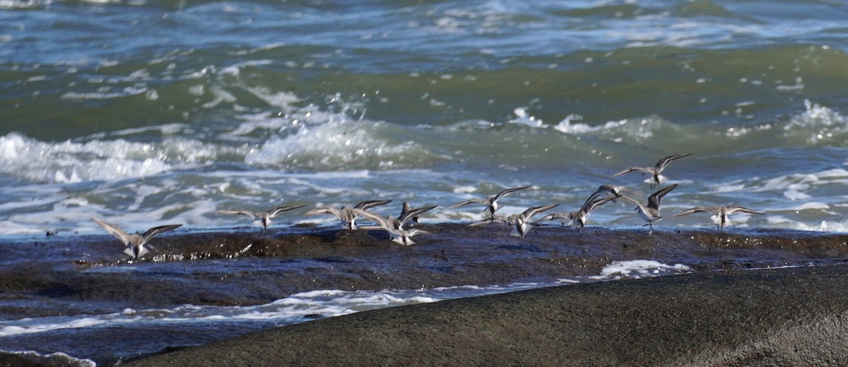 Rotkehl-Strandläufer - ML567602721