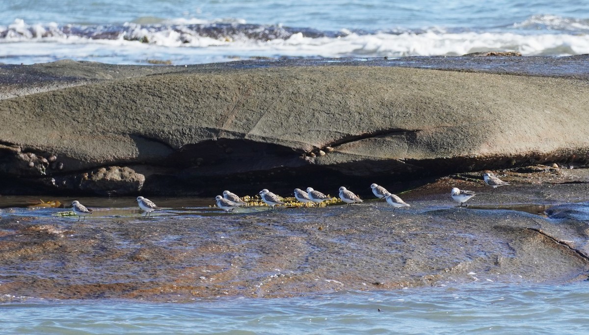 Red-necked Stint - Ellany Whelan