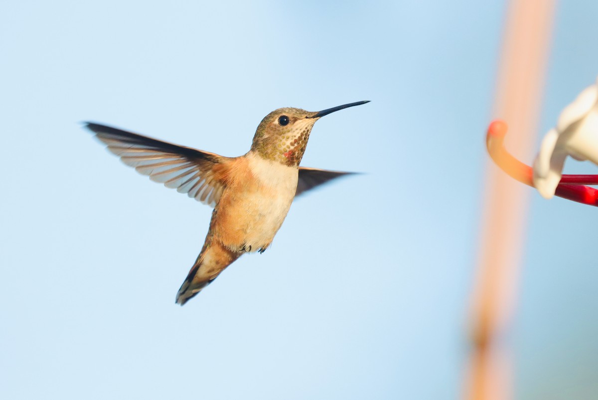 Rufous Hummingbird - ML567603261