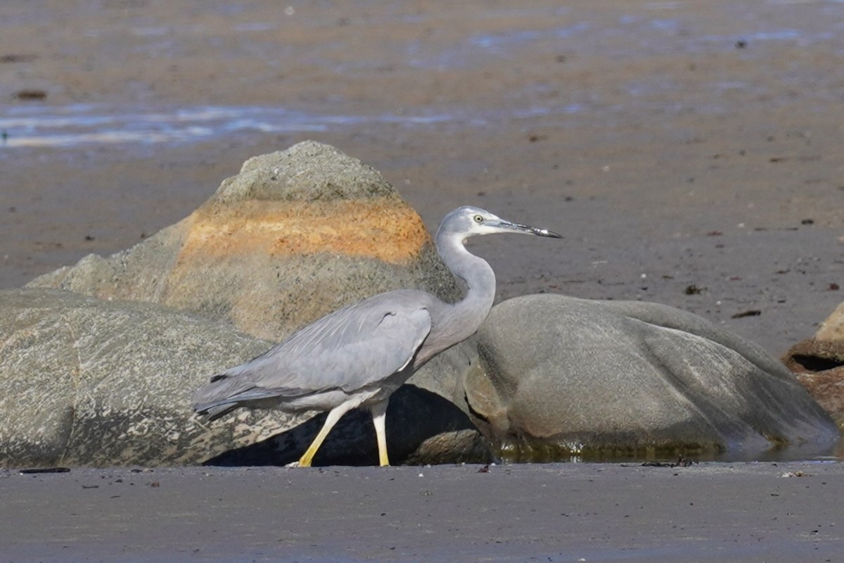 White-faced Heron - Ellany Whelan