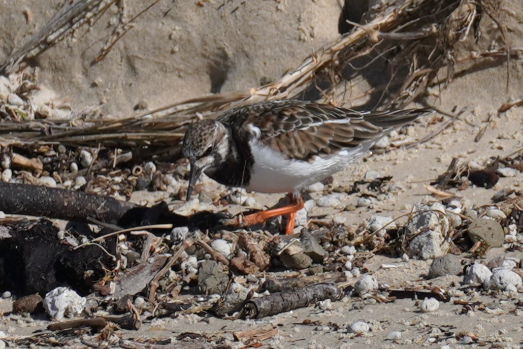 Ruddy Turnstone - ML567603461