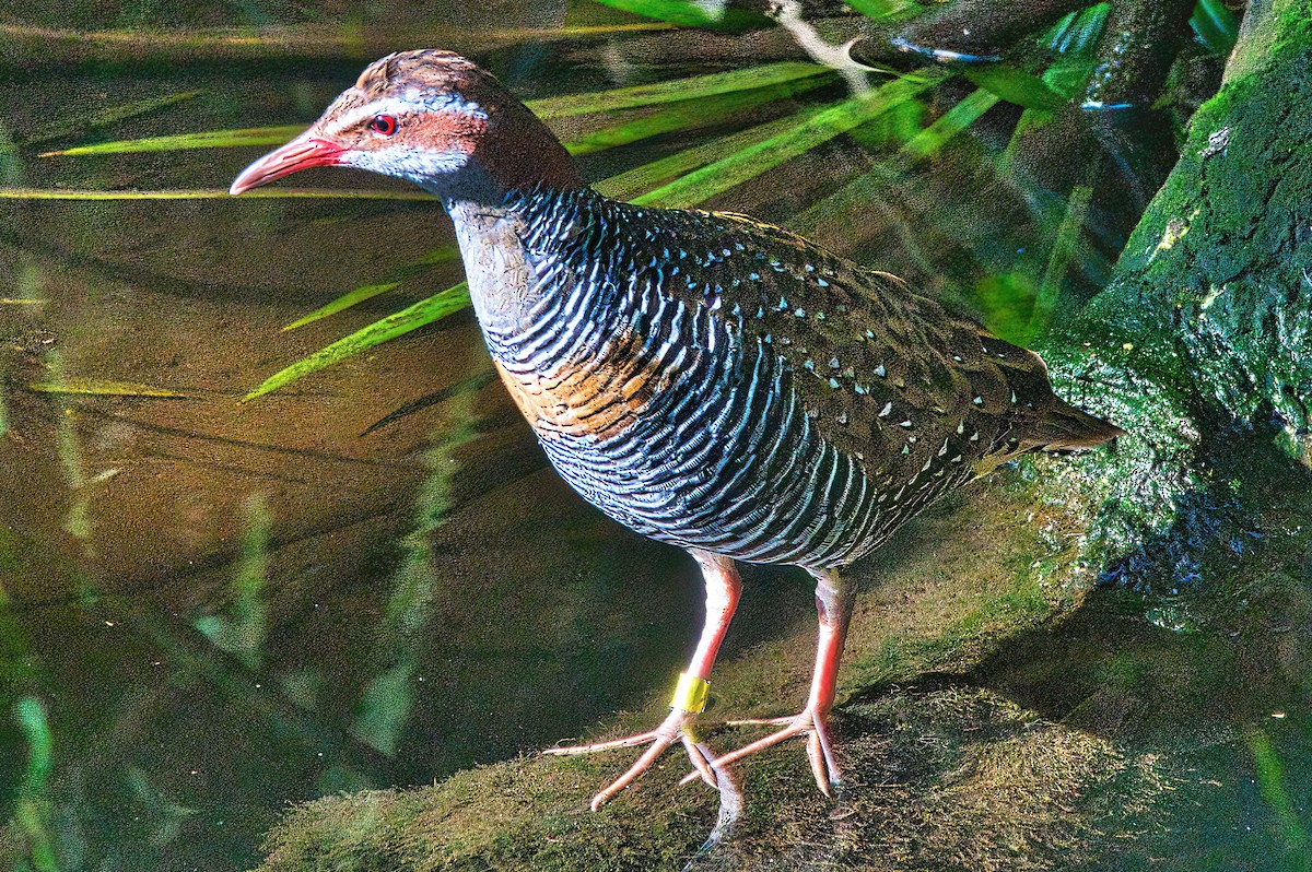 Buff-banded Rail - ML567603651