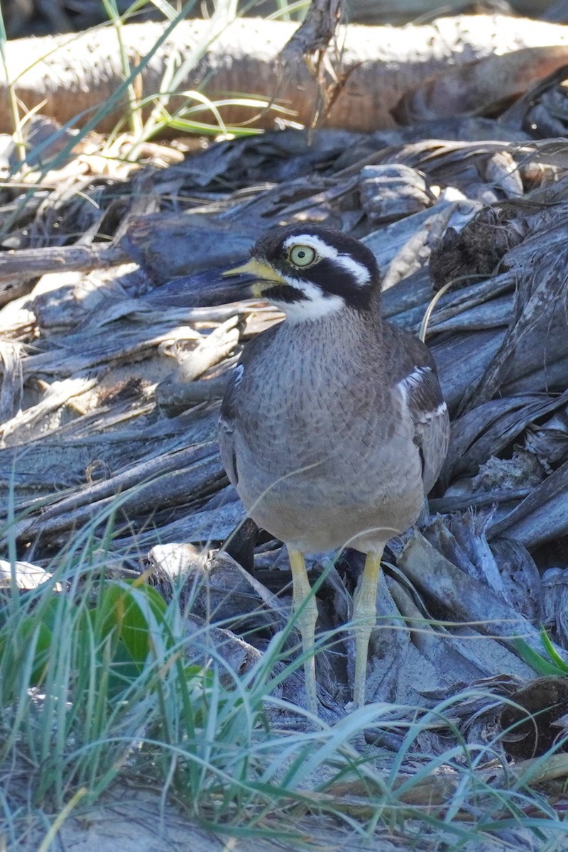 Beach Thick-knee - ML567604481