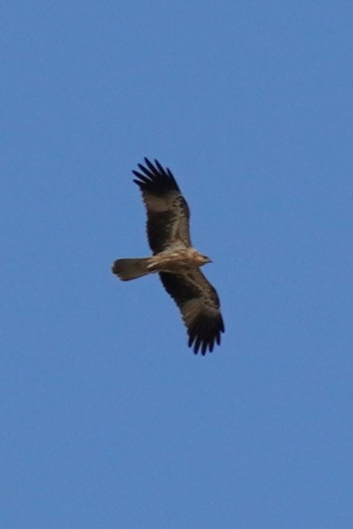 Whistling Kite - ML567604551