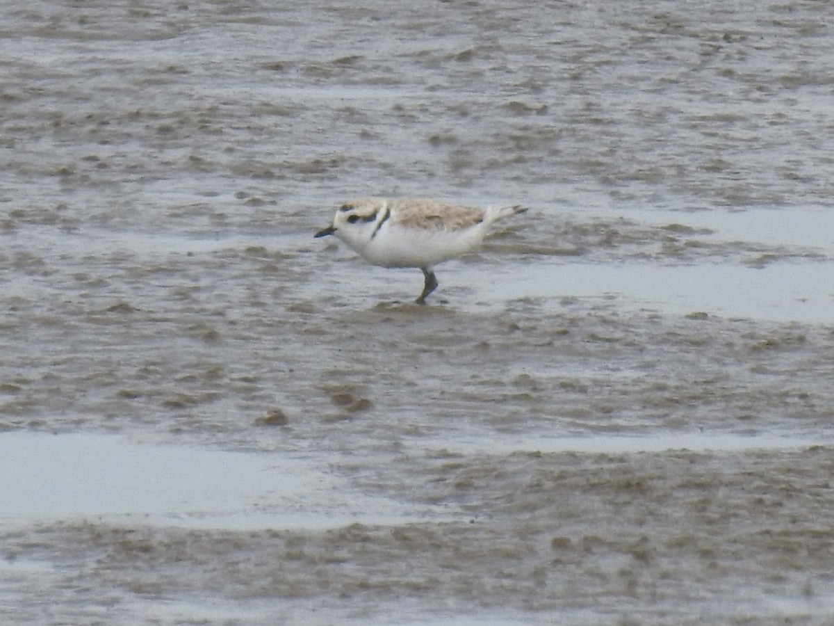 Snowy Plover - ML567604791