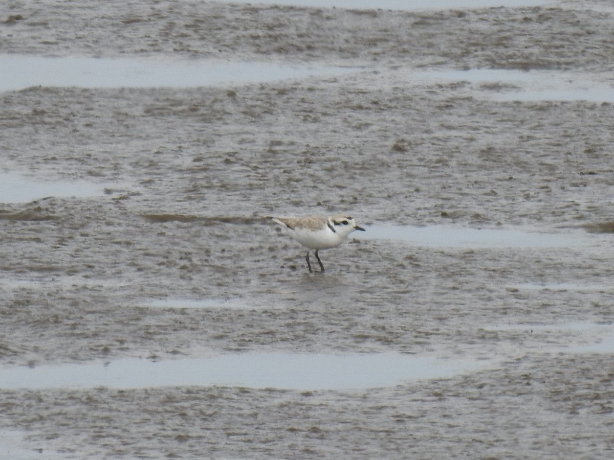 Snowy Plover - James Bolte