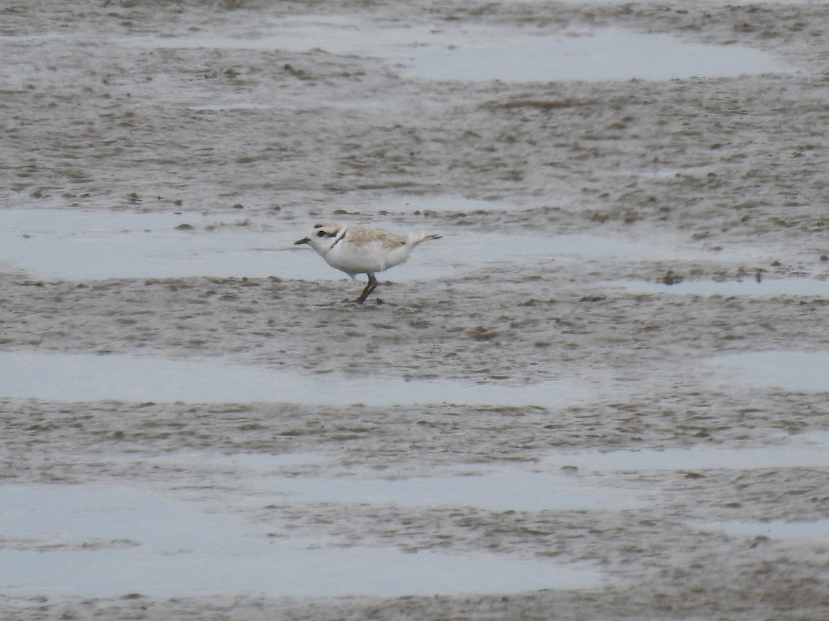 Snowy Plover - James Bolte