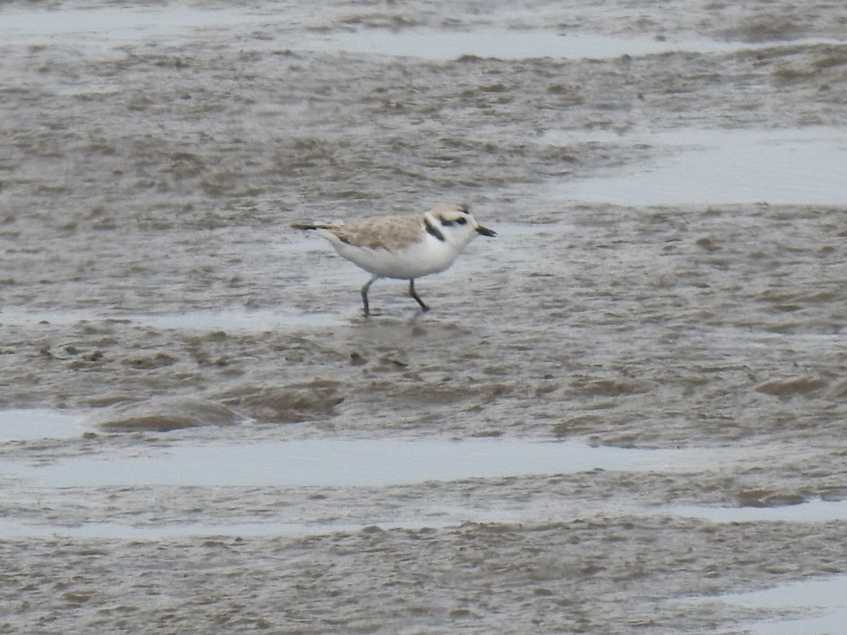 Snowy Plover - James Bolte