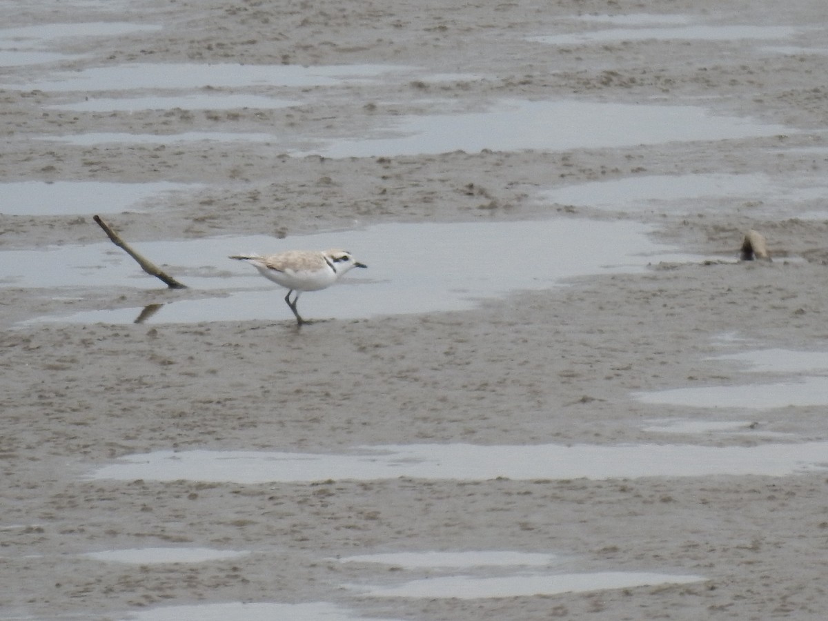 Snowy Plover - ML567604871