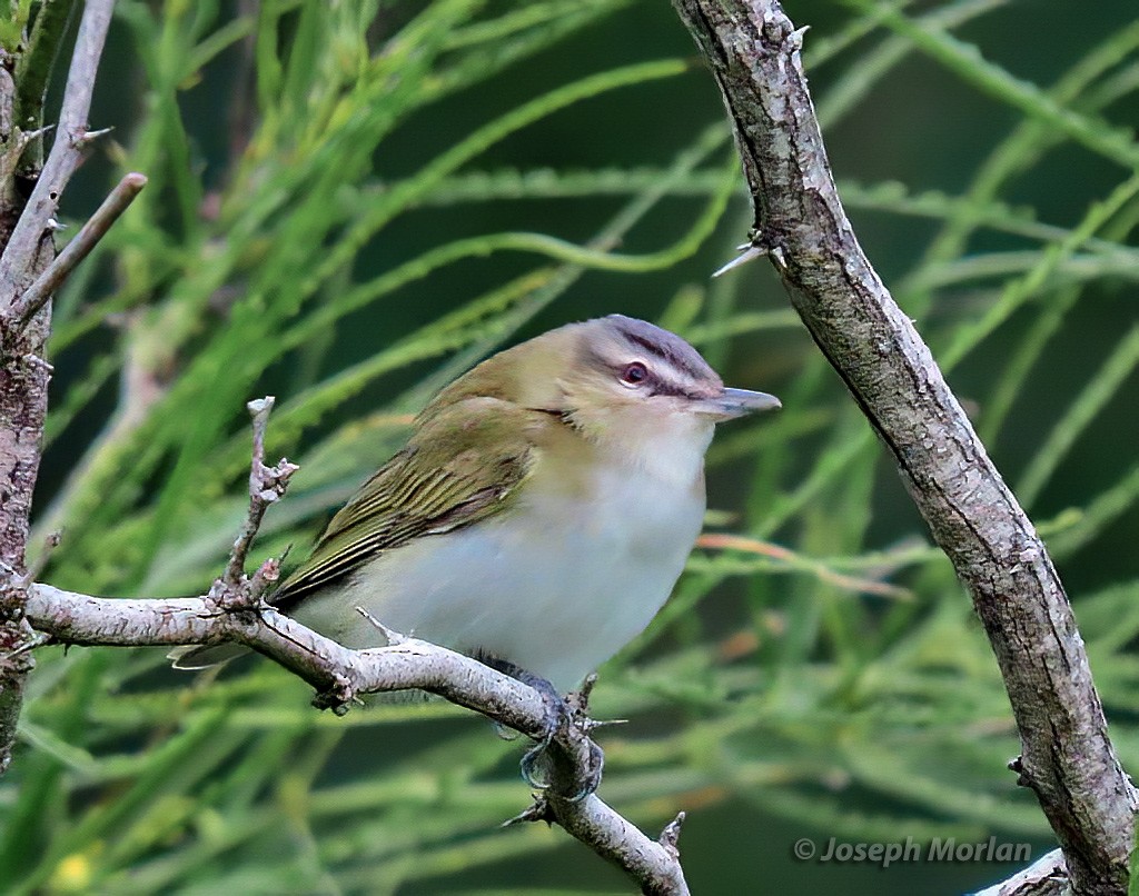 Red-eyed Vireo - ML567605151