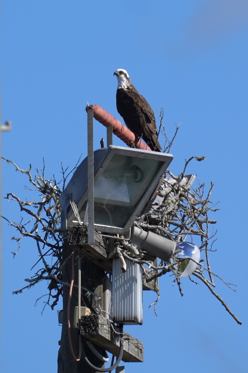 Águila Pescadora - ML567605221