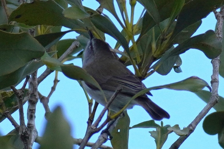 Mangrove Gerygone - ML567605421