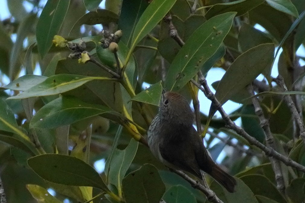 Brown Thornbill - ML567605611