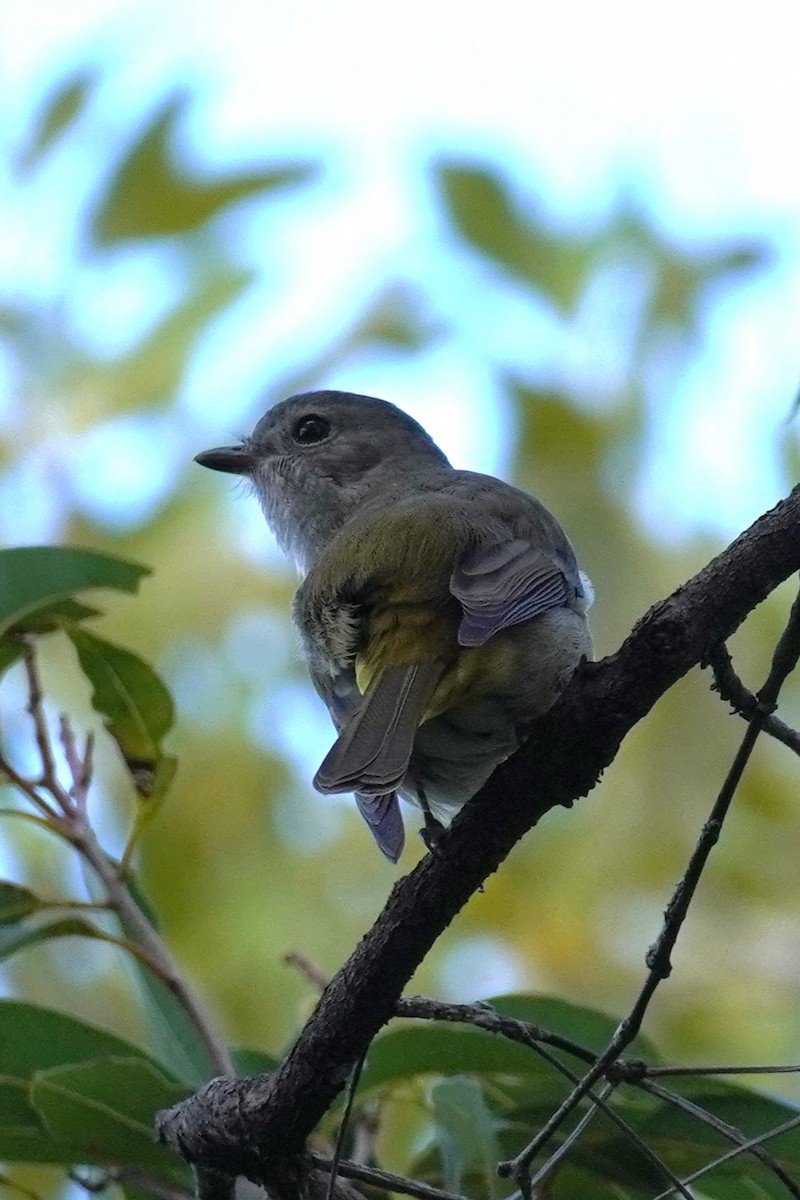 Golden Whistler (Eastern) - ML567606011