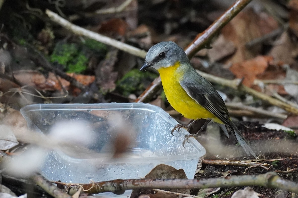 Eastern Yellow Robin - ML567606801