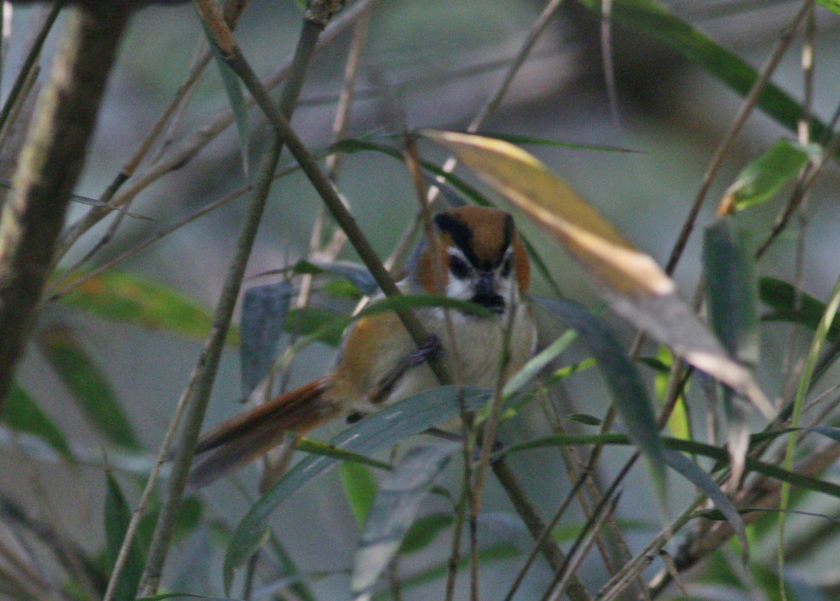 Black-throated Parrotbill (Orange-eared) - ML567608351