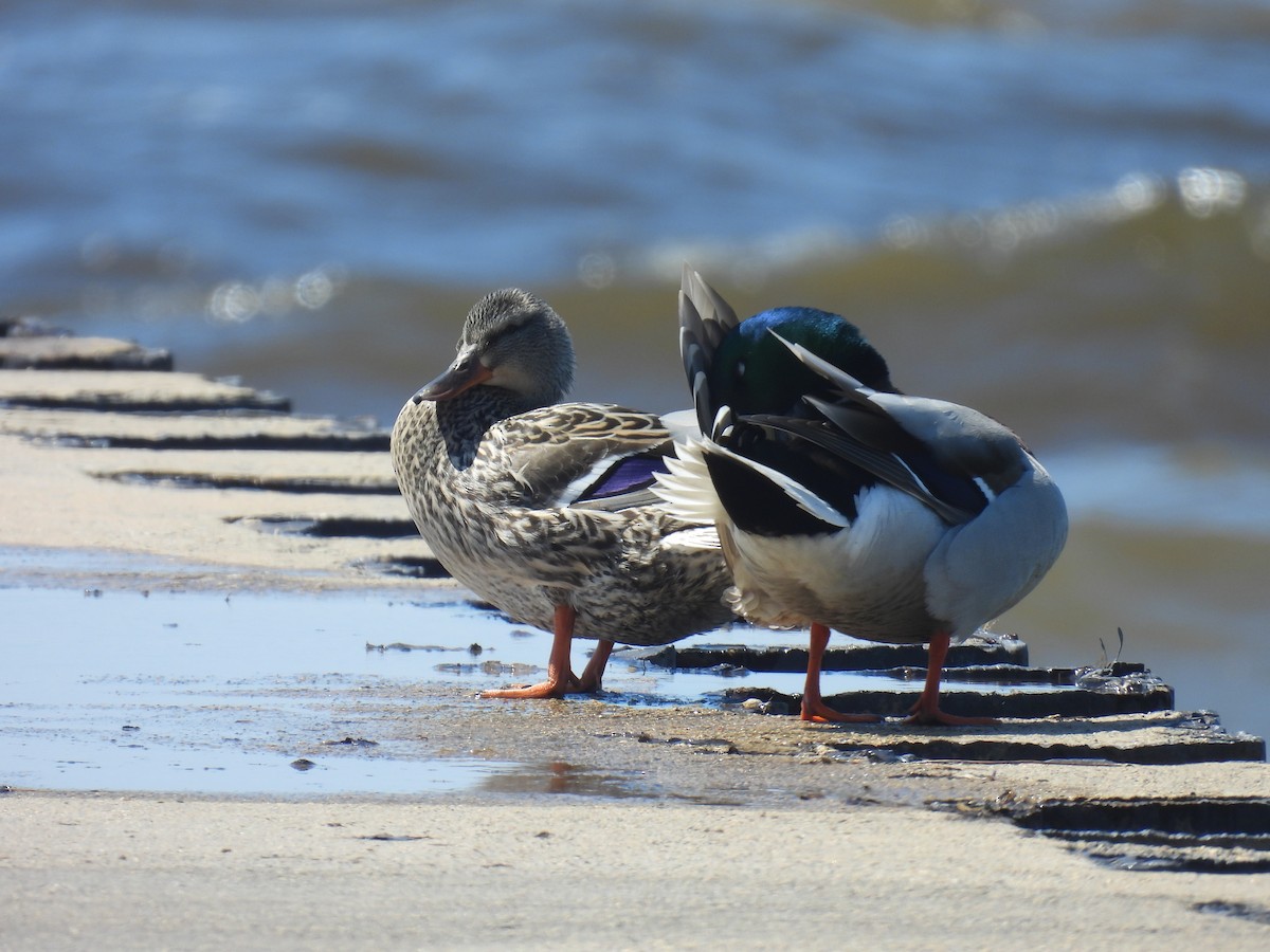 Mallard (Domestic type) - Tim Winslow