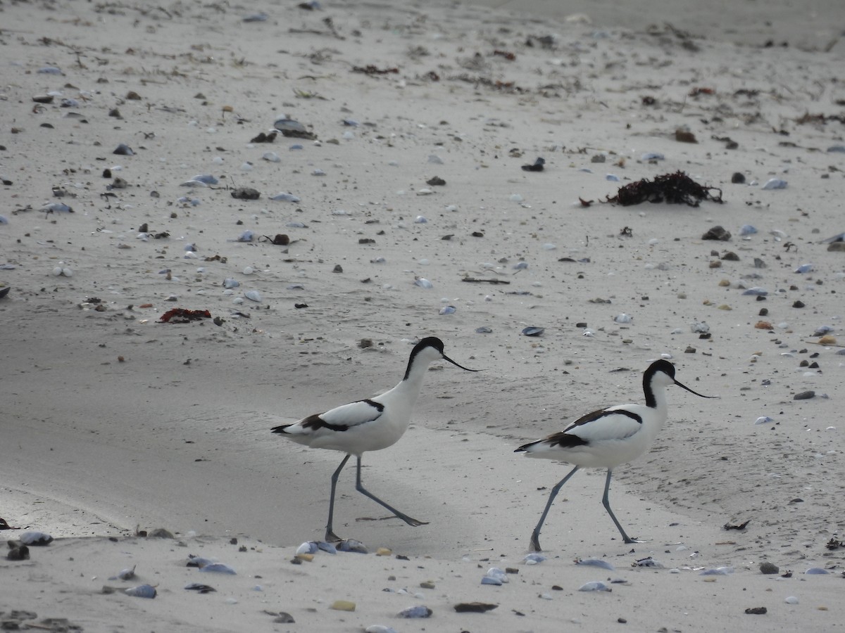 Pied Avocet - T. Kruse