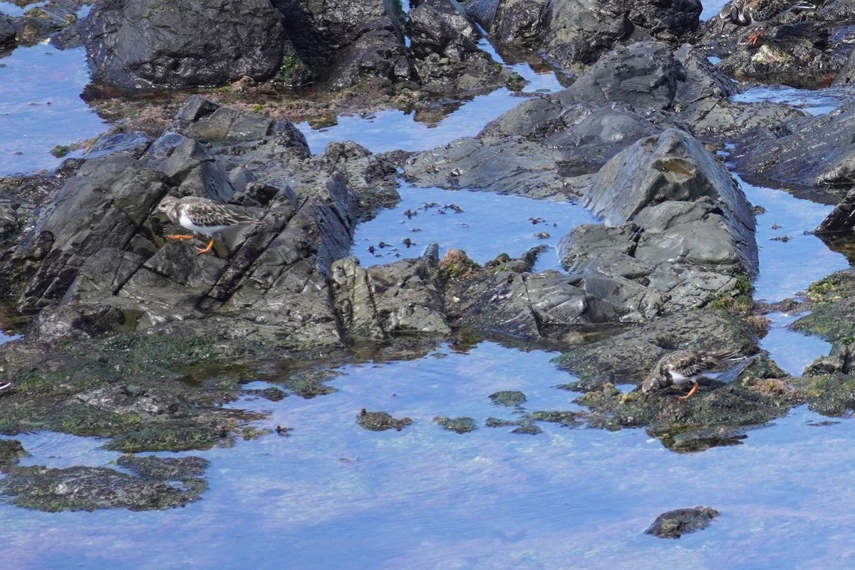 Ruddy Turnstone - ML567609251