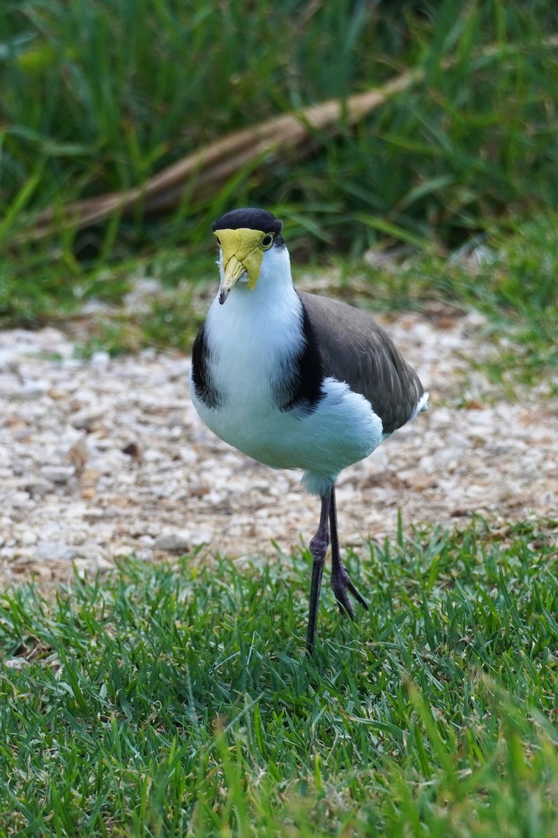 Masked Lapwing - Ellany Whelan