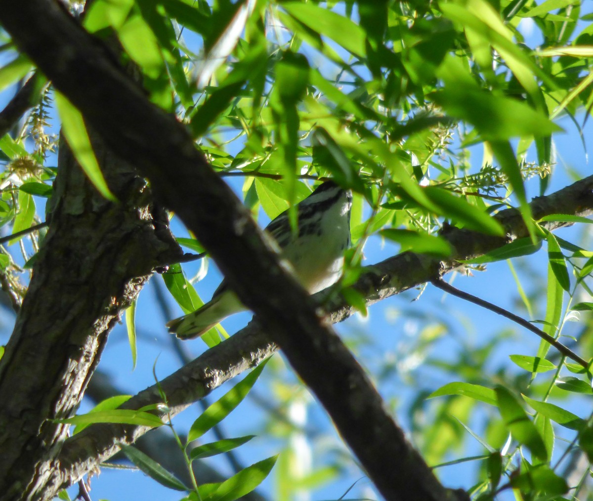Blackpoll Warbler - ML56761091