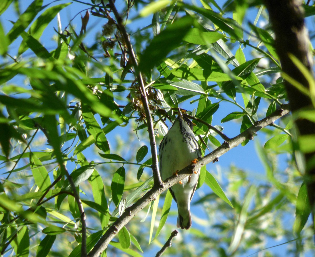 Blackpoll Warbler - ML56761111