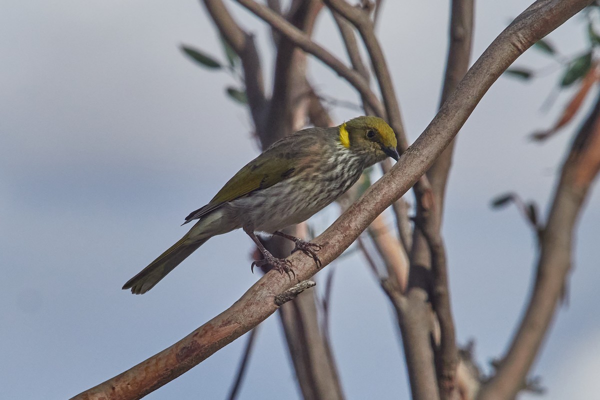 Yellow-plumed Honeyeater - ML567612501