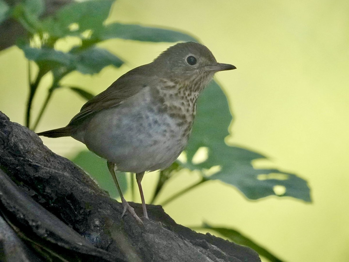 Swainson's Thrush - Don Hoechlin