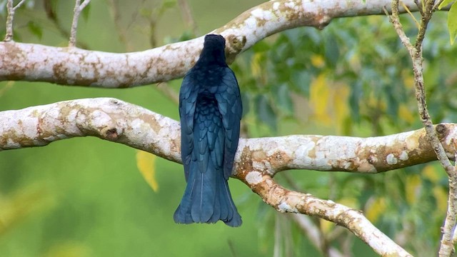 Cuclillo Drongo Filipino - ML567613981