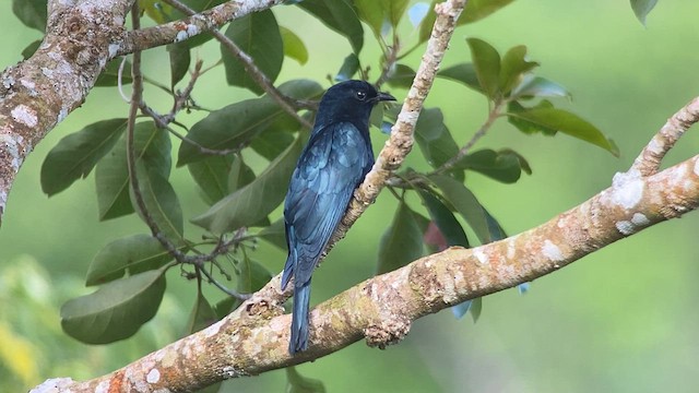 Philippine Drongo-Cuckoo - ML567614011