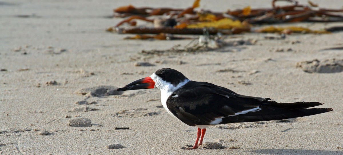 Black Skimmer - ML56761431