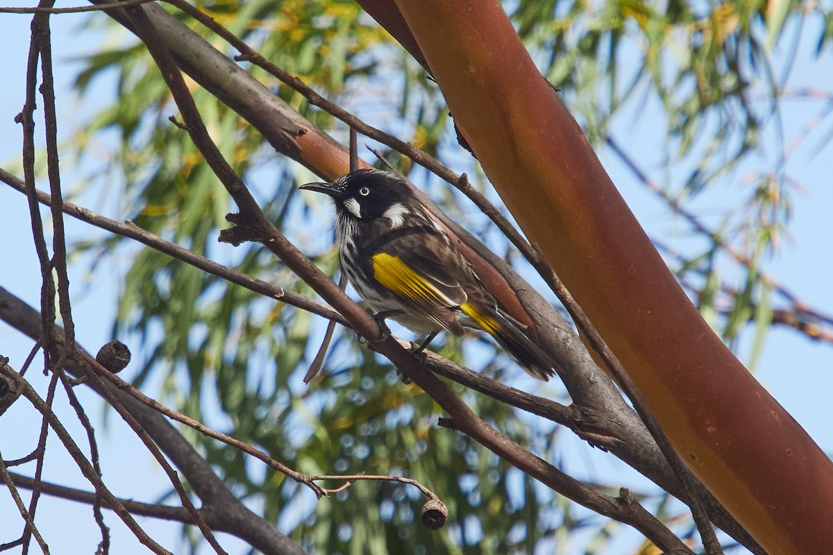 New Holland Honeyeater - ML567614761